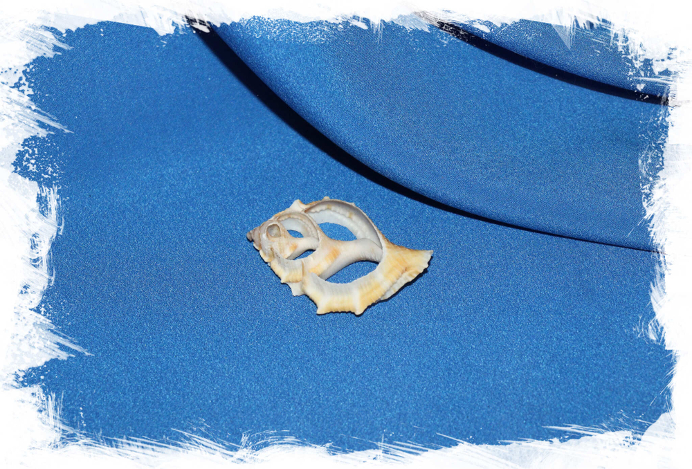 Срез ракушки Бурса для украшений