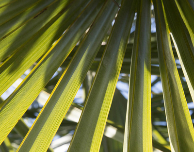 Дизайнерские обои Wall Street GreenDay