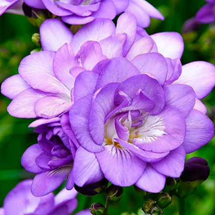 Фрезия Махровая синяя (10 шт) Волжский Сад