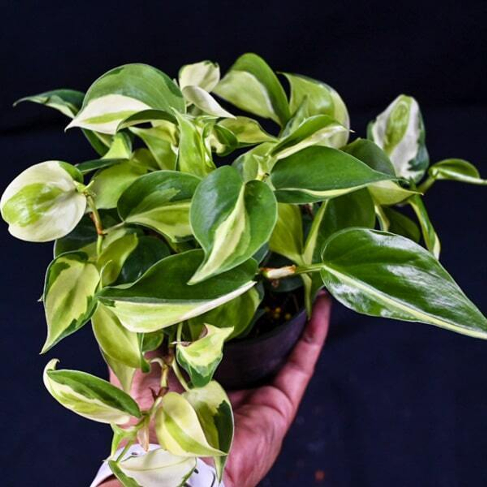 Филодендрон BRASIL CREAM SPLASH