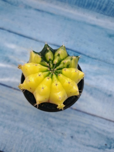 Gymnocalycium Variegata (Гимнокалициум Вариегатный)