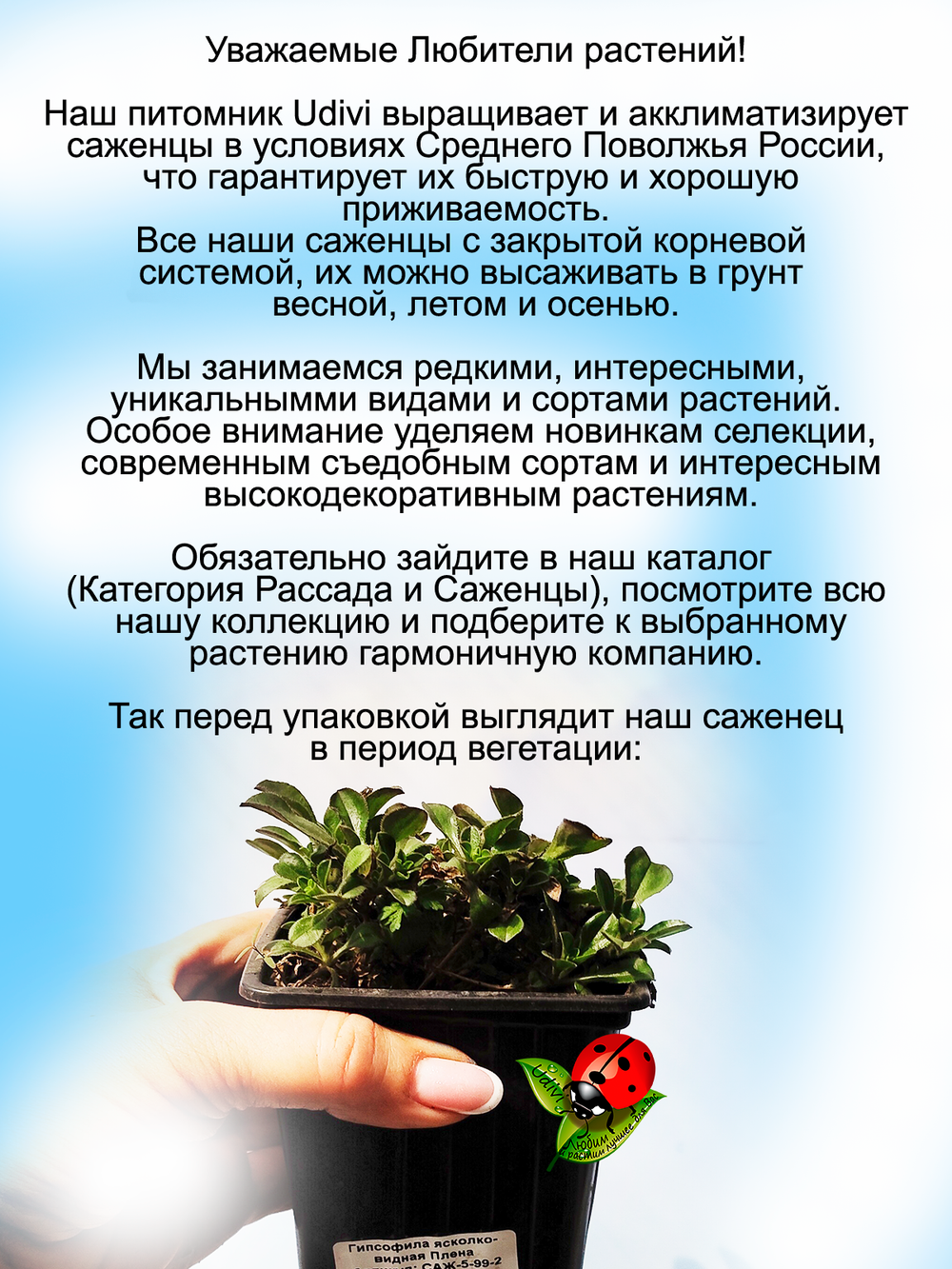 Гипсофила ясколковидная Плена многолетняя