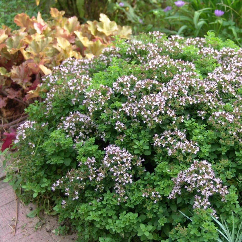 Душица обыкновенная Диабло Закупка М36 получение май-июнь 2026