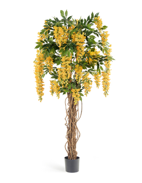 Вистерия лиана жёлтая 180 см