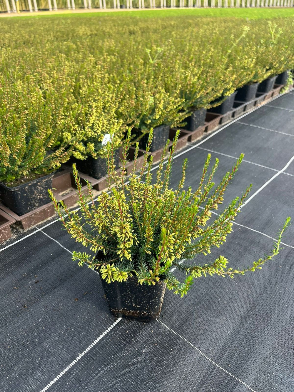 Эрика из серии Winter Ladies Р9 Закупка М41 наличие