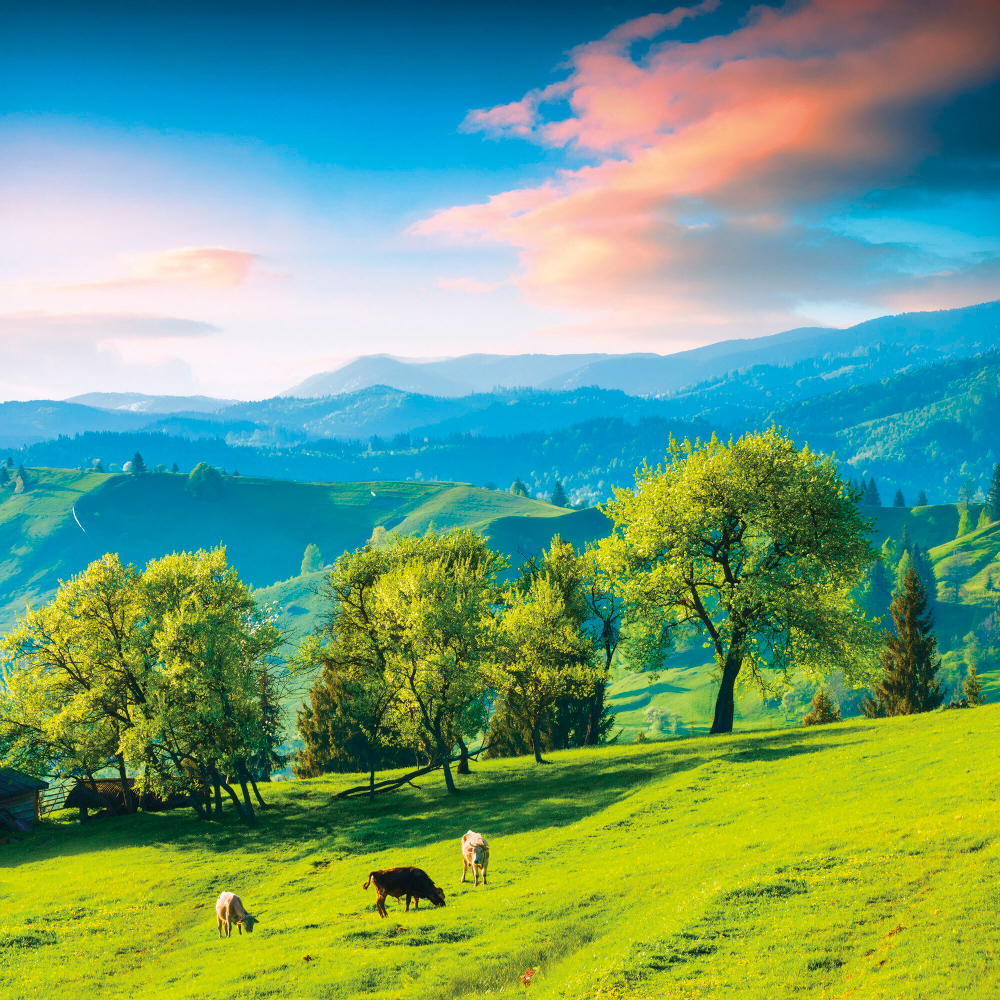 Коллекция Пейзаж