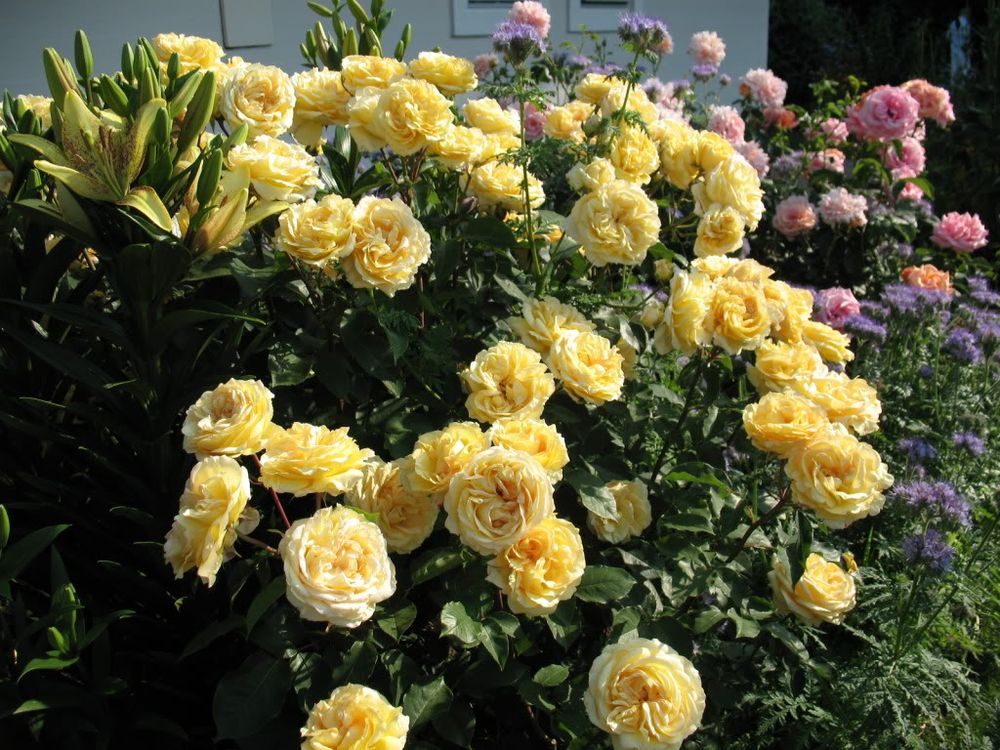 София Ренессанс (Sophia Renaissance)