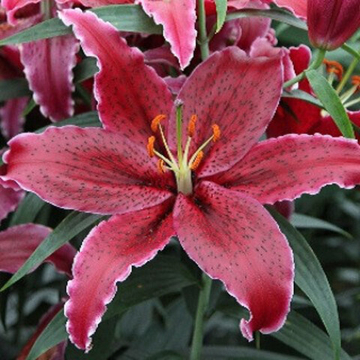 Лилия Блэк Белт