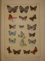 "Бабочки Европы. Описание наиболее известных видов и руководство к собиранию и определению бабочек и их гусениц". 1904г.