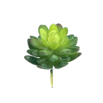 Суккулент мини зеленый