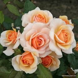 Свит Хани (Sweet Honey)