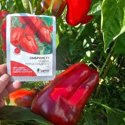 Cемена перца сладкого Омброне F1,  Sakata,  5 шт.