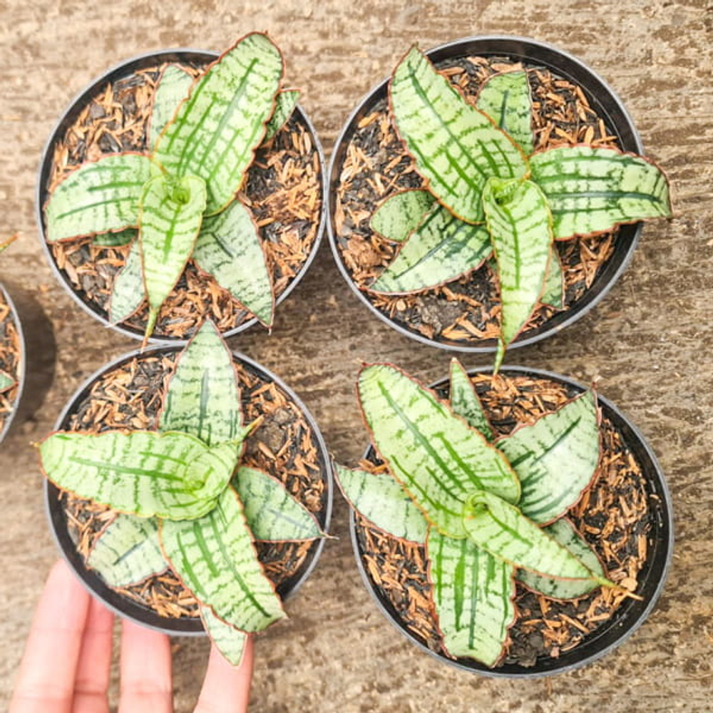 Сансевиерия ARBOYO