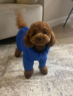 Зимний комбинезон для собак (мальчик)