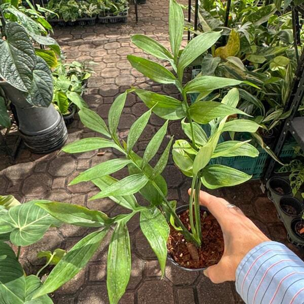 Монстера SUBPINNATA