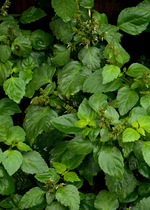 PATCHOULY SESQUITERPENES naturel / ПАЧУЛИ ТЕРПЕНЫ CAS 84238-39-1; 73049-85-1