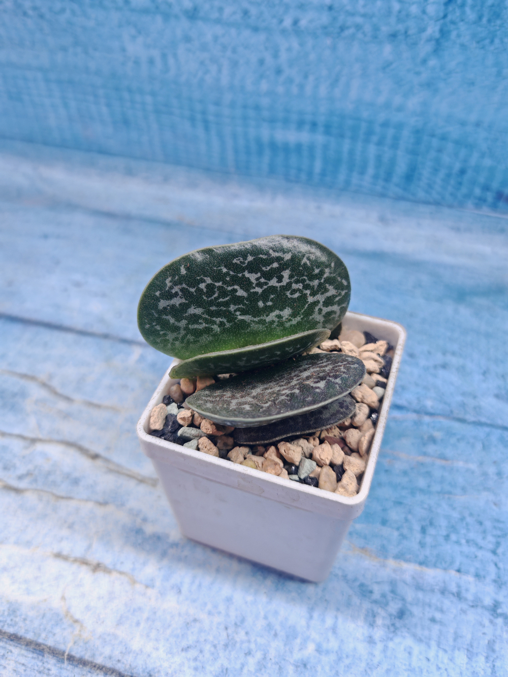 Adromischus Maculatus (Адромискус)