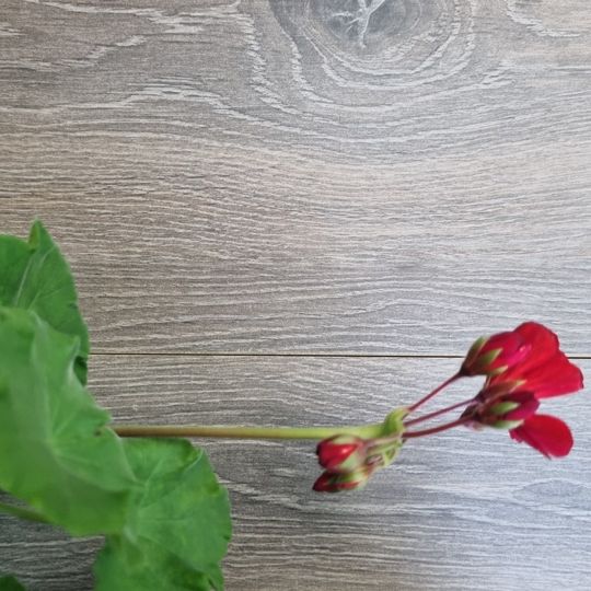 ЛАМИНАТ ALLOC 04461 ДУБ СВЕТЛО-СЕРЫЙ ЭЛЕГАНТ