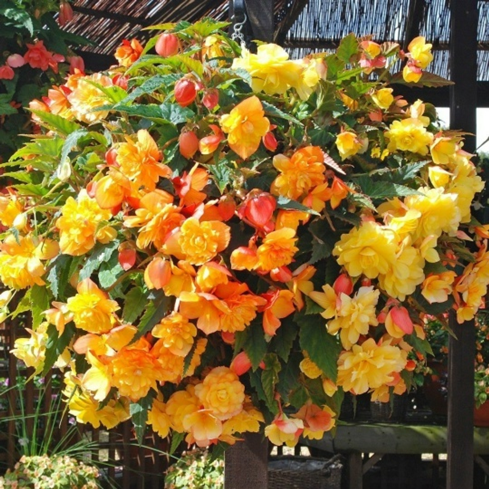 Бегония Illumination Apricot