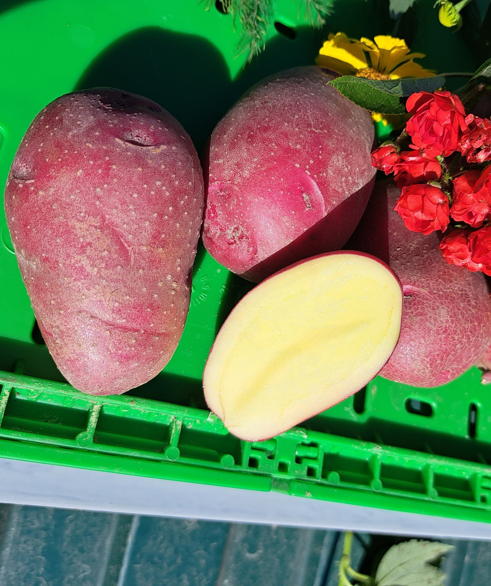 Картофель Оскар семенной, комплект из 10 клубней