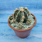 Astrophytum Myriostigma "Hakujo Fukuryu"  (Астрофитум)
