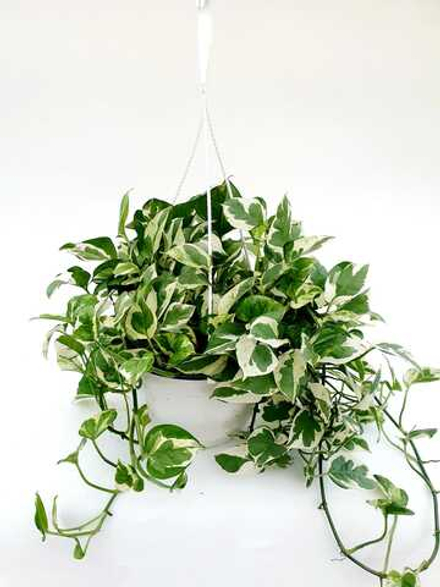 Эпипремнум подвесной