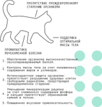 Сухой полнорационный корм для активных стерилизованных кошек AJO Cat Sterile, с высоким содержанием белка, с индейкой и уткой, 400 г