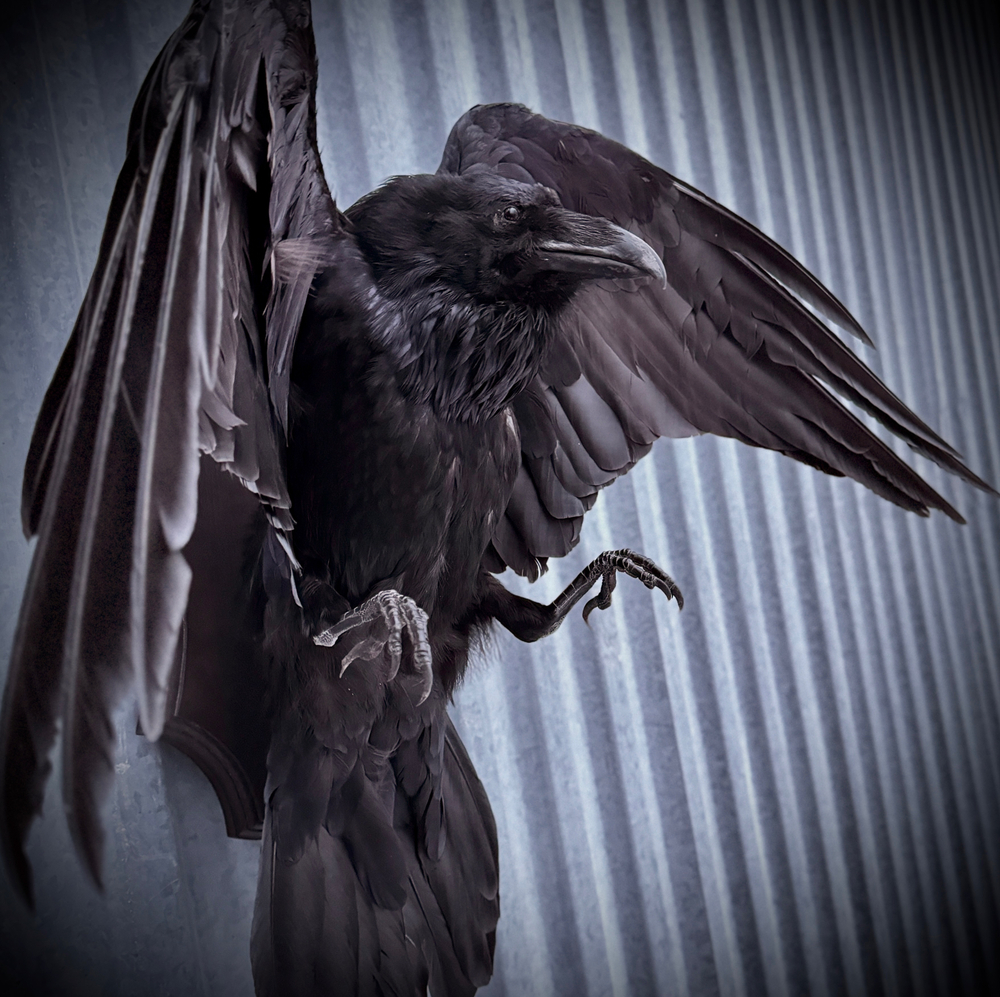 Чучело ворона