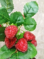 Ветка клубники "Вкусняшка"
