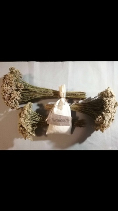 Тысячилистник (пучек)