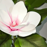 Куст искусственная Магнолия с бело-розовыми цветами 100см в кашпо