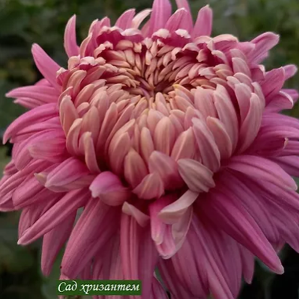 Fairweather крупноцветковая хризантема ☘  ан 48    (отгрузка Май)