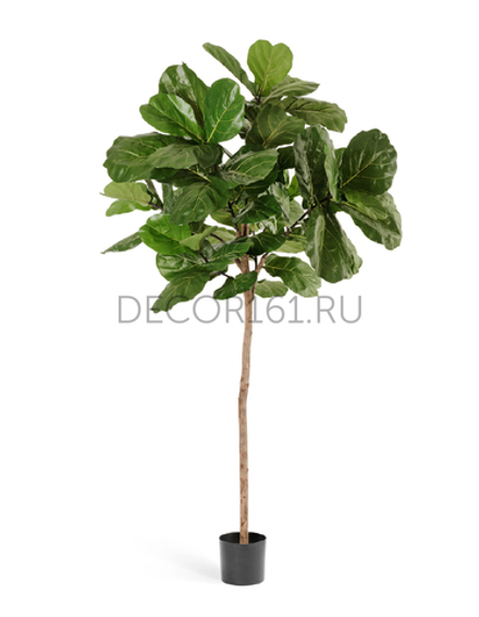 Фикус Лирата Style на штамбе в-220 см 2/2 10.22806N