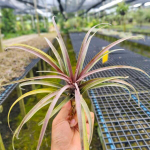 Тилландсия capitata v. domingensis L