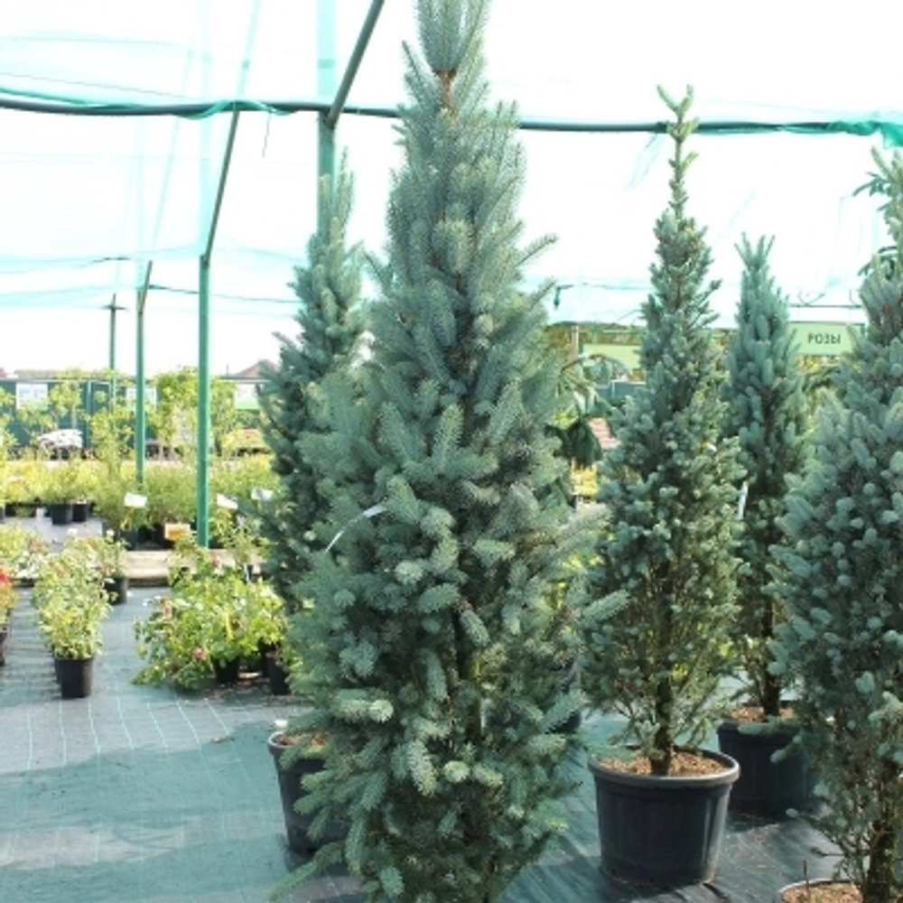 Ель колючая (голубая) Изели Фастигиата В250-300