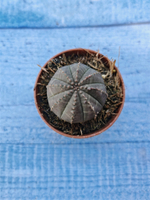 Euphorbia Obesa (Эуфорбия)