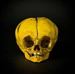 Череп человека ребёнок (анатомическая модель)