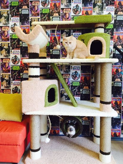 Комплекс для кошек ДВ-2