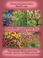 Кровохлёбка лекарственная Тана многолетняя