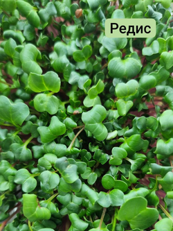 Набор для выращивания микрозелени ЛЕГКИЙ СТАРТ: семена, агровата, лотки