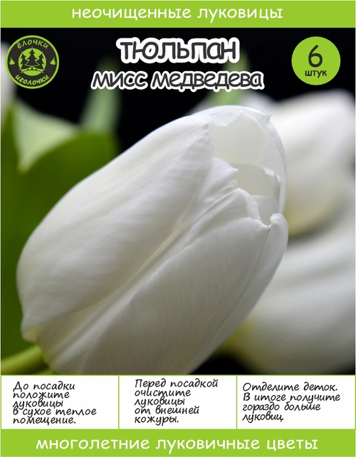 Тюльпан Луковица, Мисс Медведева, 6+шт