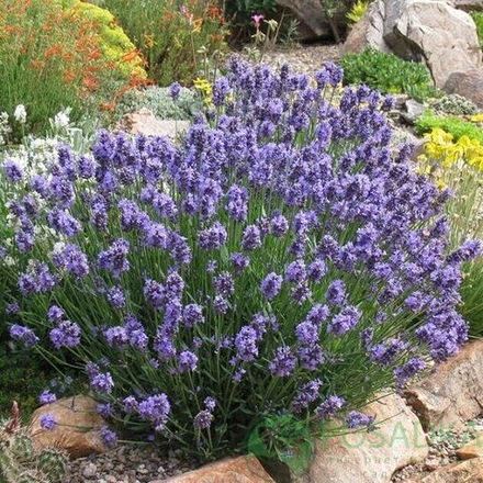 Лаванда узколистная "Dwarf Blue"