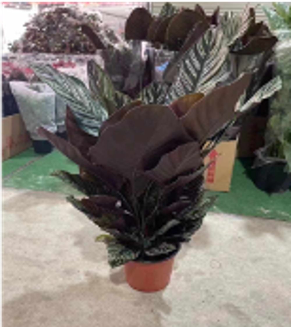 Калатея sanderiana д.17