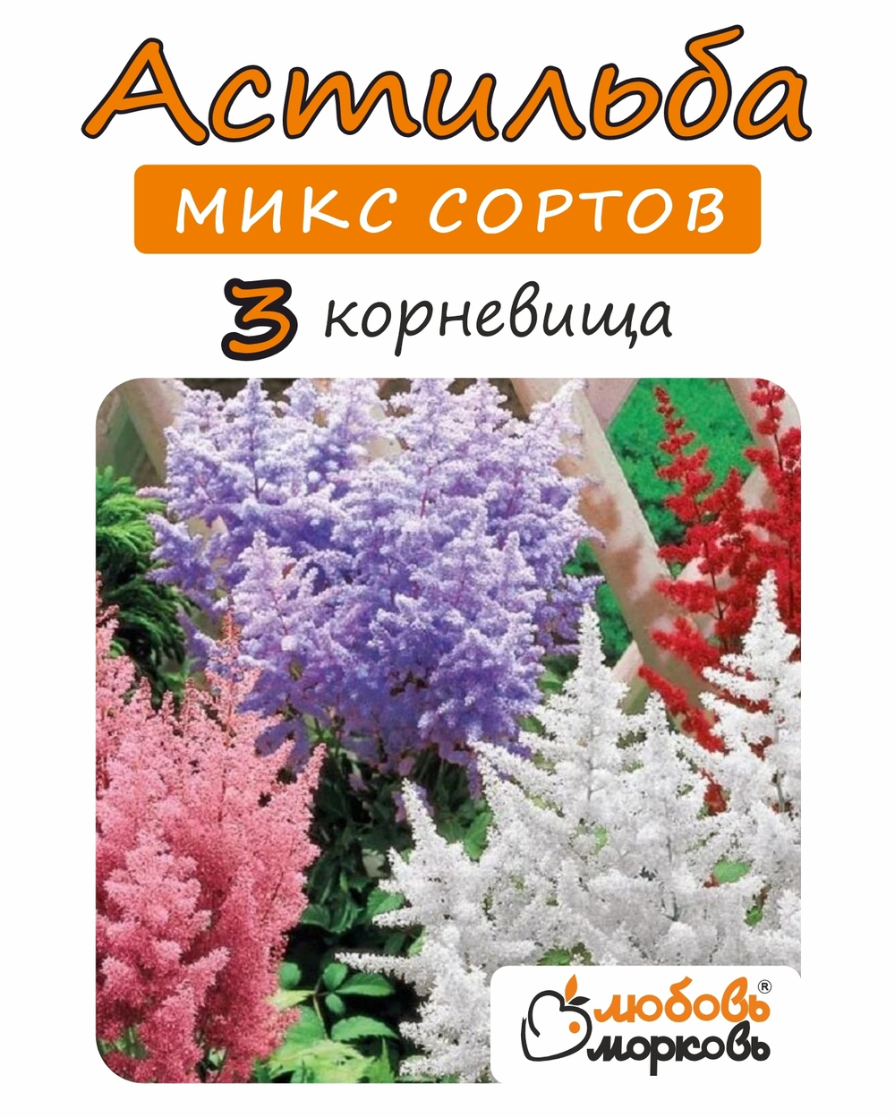Корневище, Астильба микс сортов, 3шт