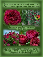 Роза Фольстаф английская пурпурная