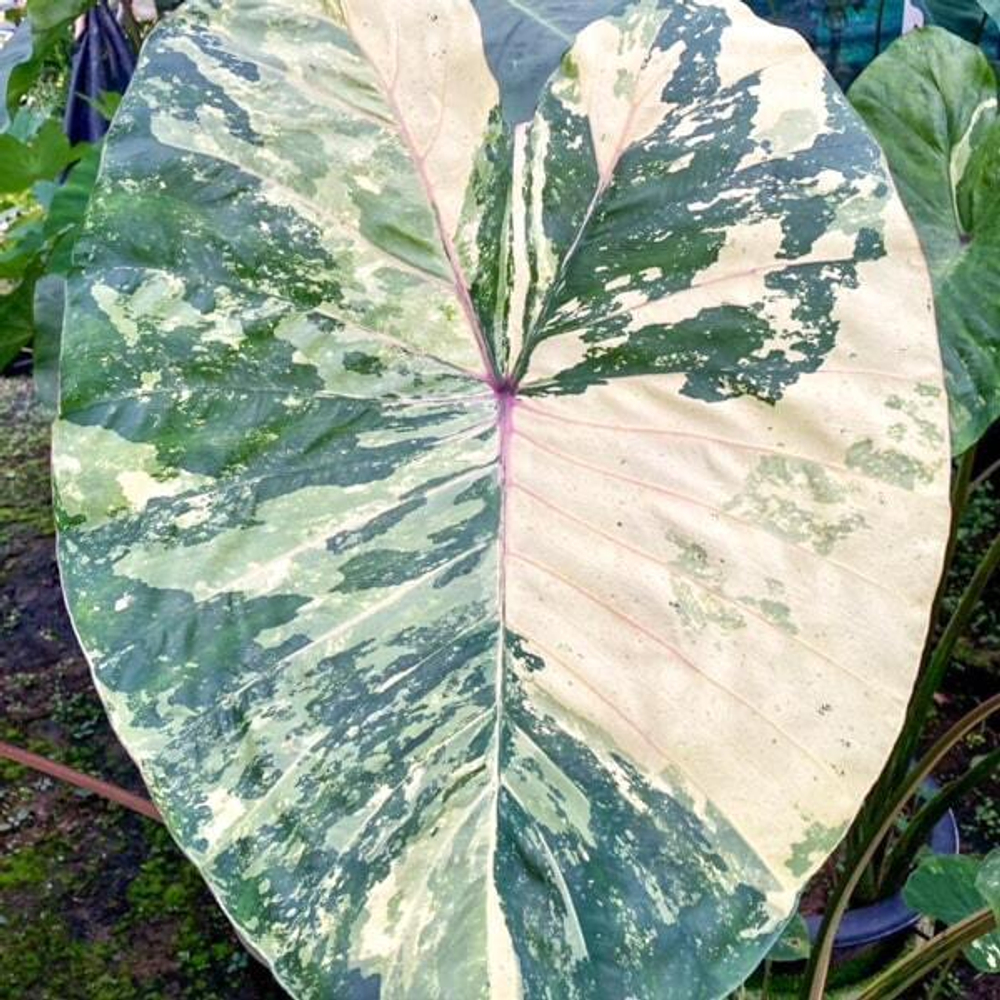 Колоказия PHET KHIRI