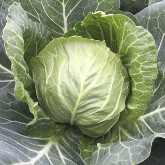 Зариссима F1 семена капусты белокочанной (Rijk Zwaan / Райк Цваан) плод – фото 3