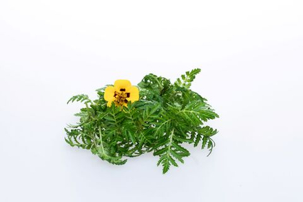 Тагетес лимонный