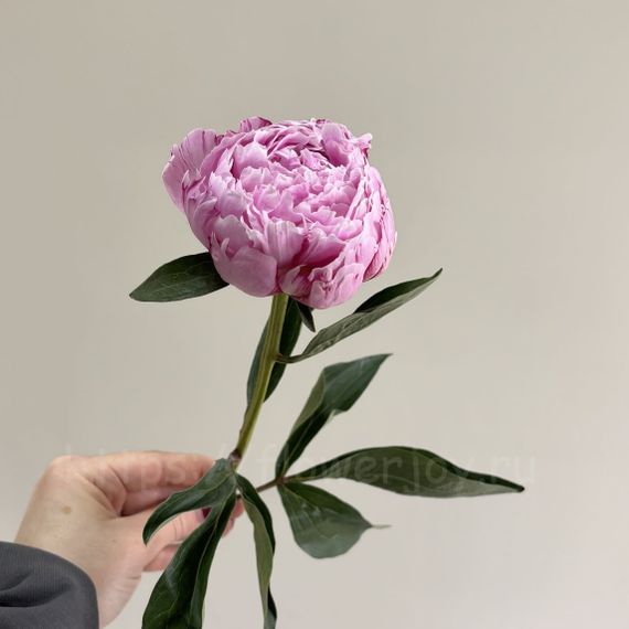 Пионы Сара Бернард