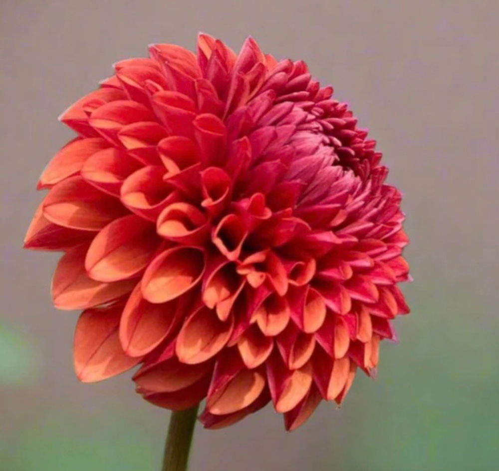 Георгин Браун Шуга (Brown sugar)